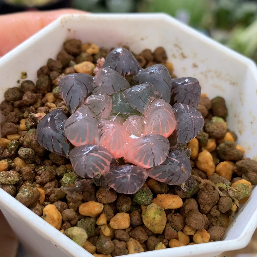 冰灯玉露锦，带盆一起