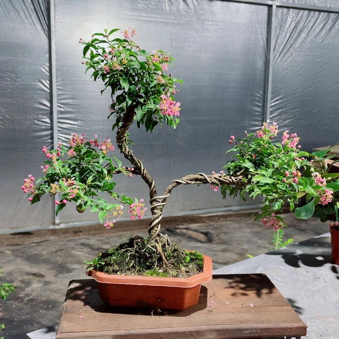 大部分花苞少量开放造型樱花盆景,按图发