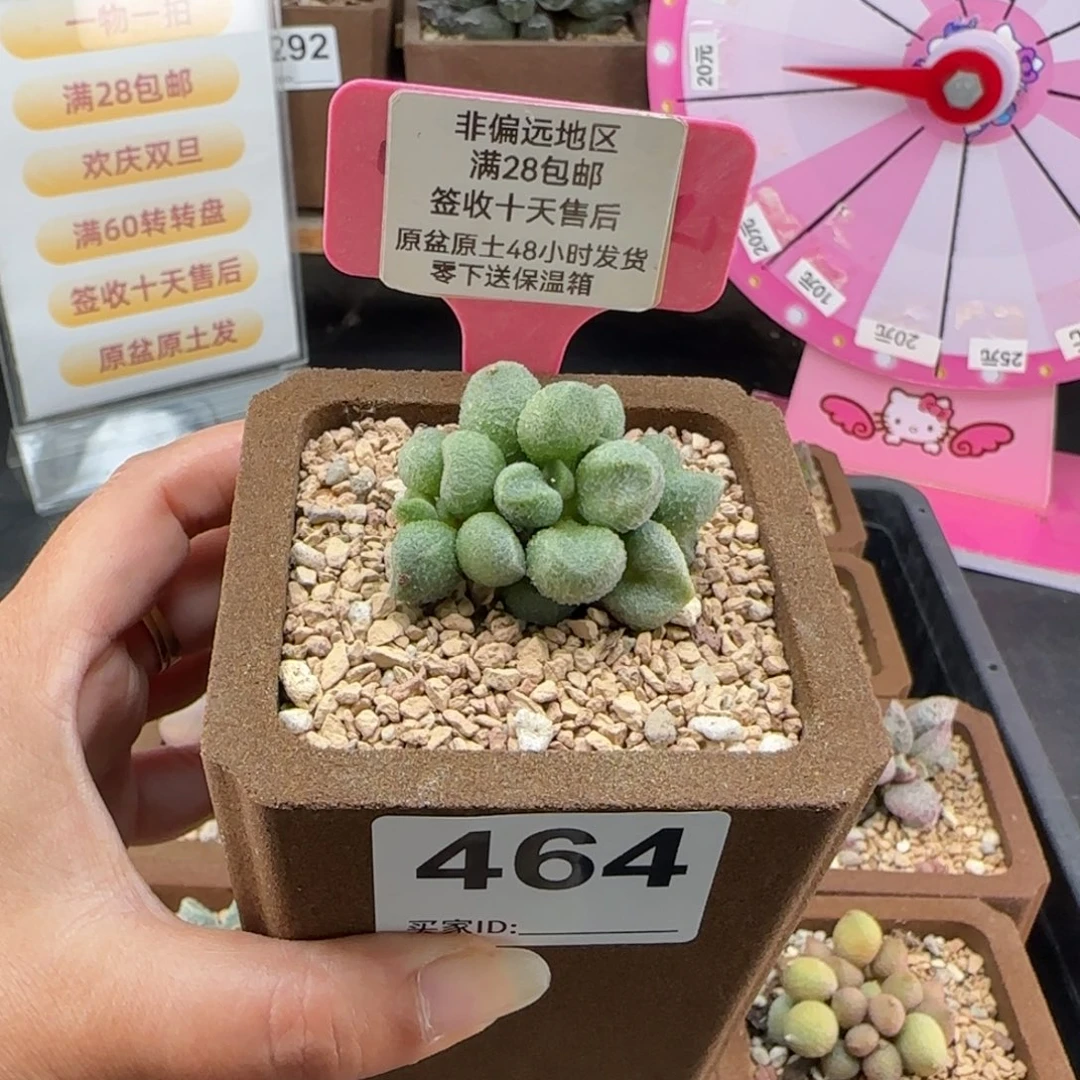 464银之卵多肉植物