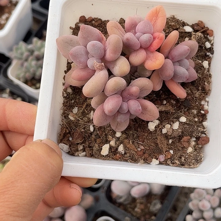 刘***哈一物一拍满18包邮