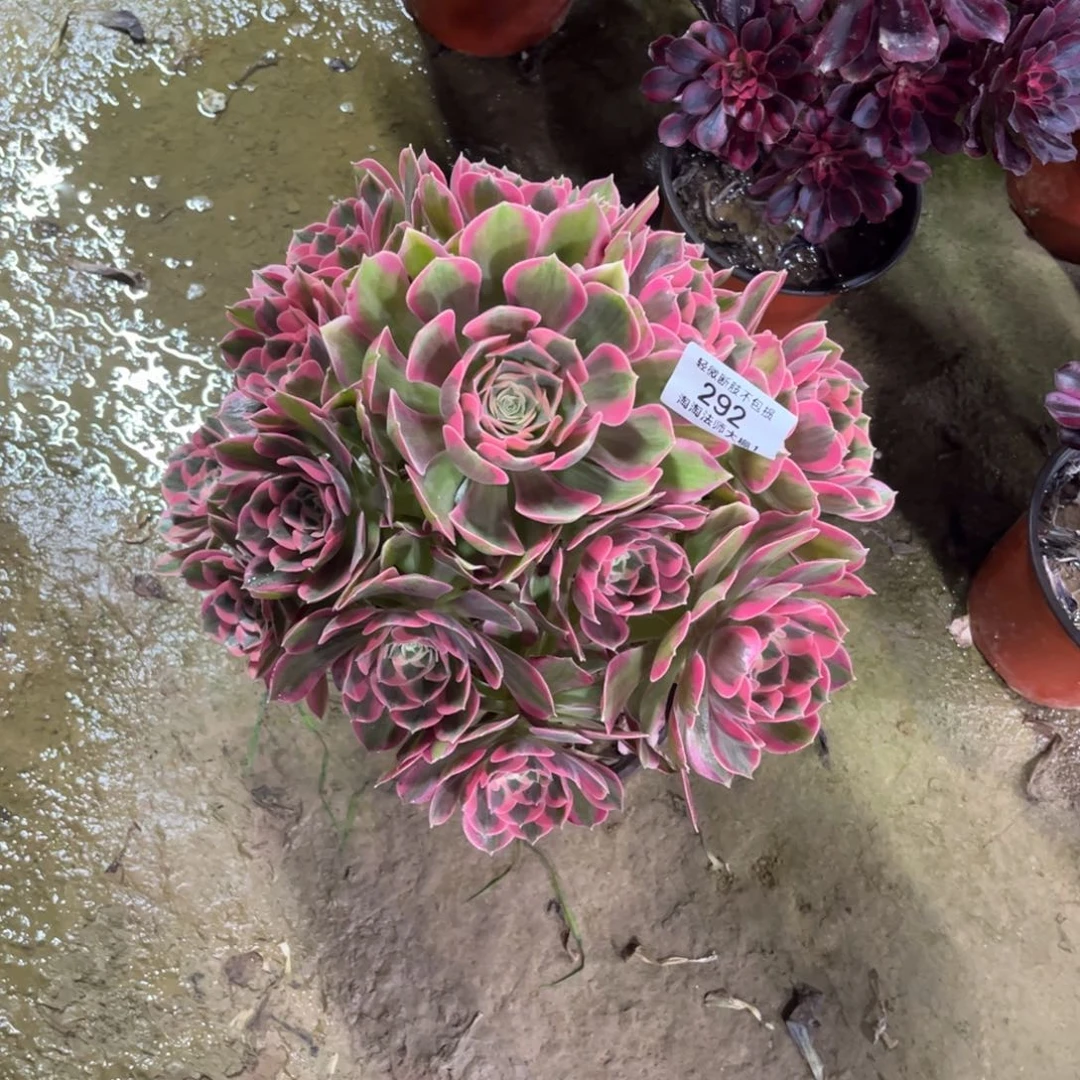 292分女郎多肉植物法师