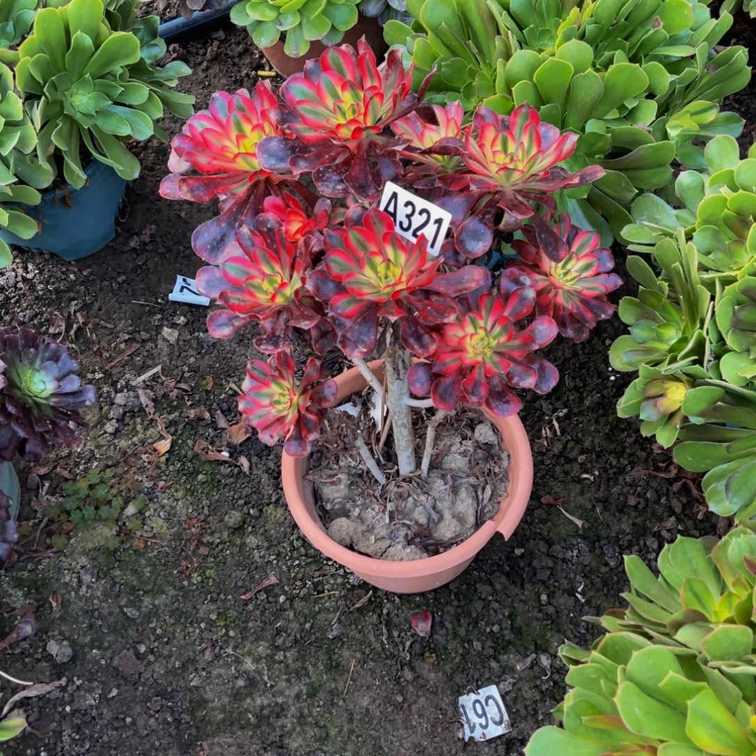 香奈儿法师16////21包邮