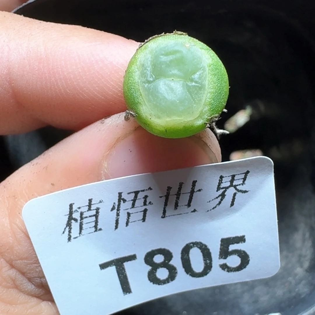 805号多肉植物哇f g