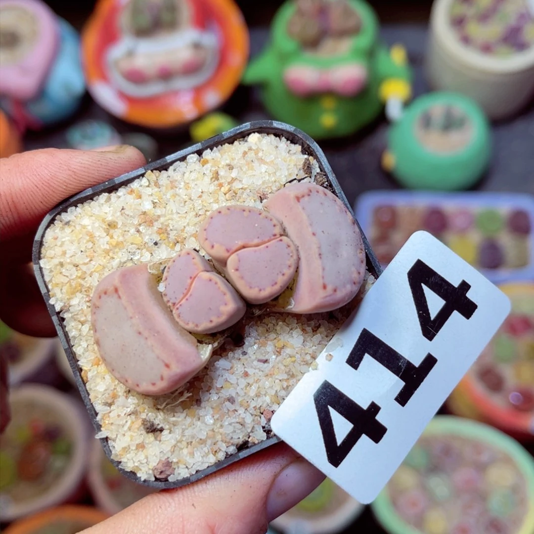 414生石花带盆发