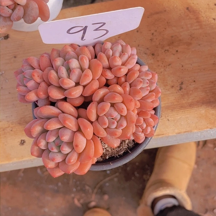 这么久不回来也不会