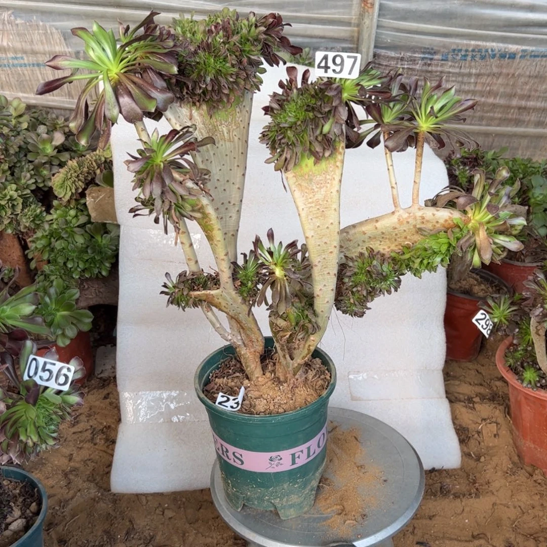 微瑕疵黑缀497冠服40厘米