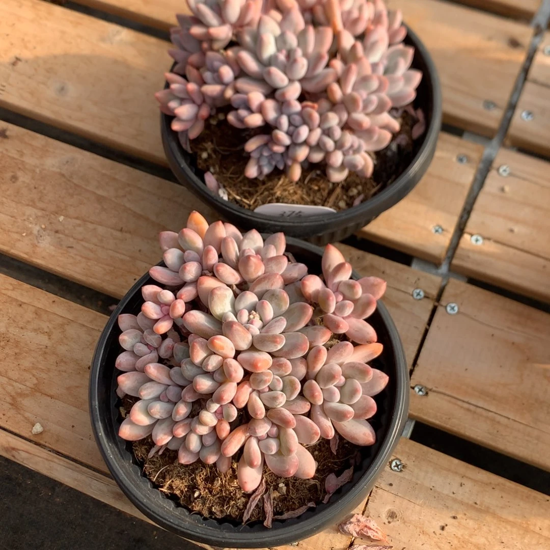 15厘米14头香水 捧花 无砍 两颗 375