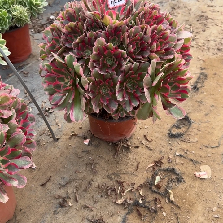 17-20妖月多肉不包售后