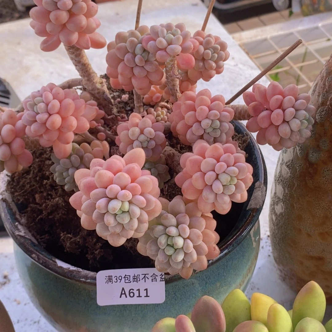 鱼子酱老桩有砍18cm611多肉植物