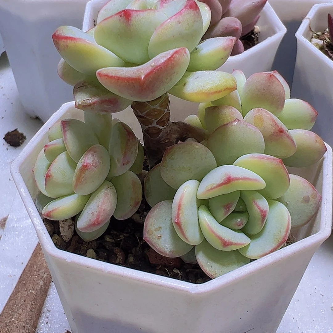 老桩香草19包邮多肉