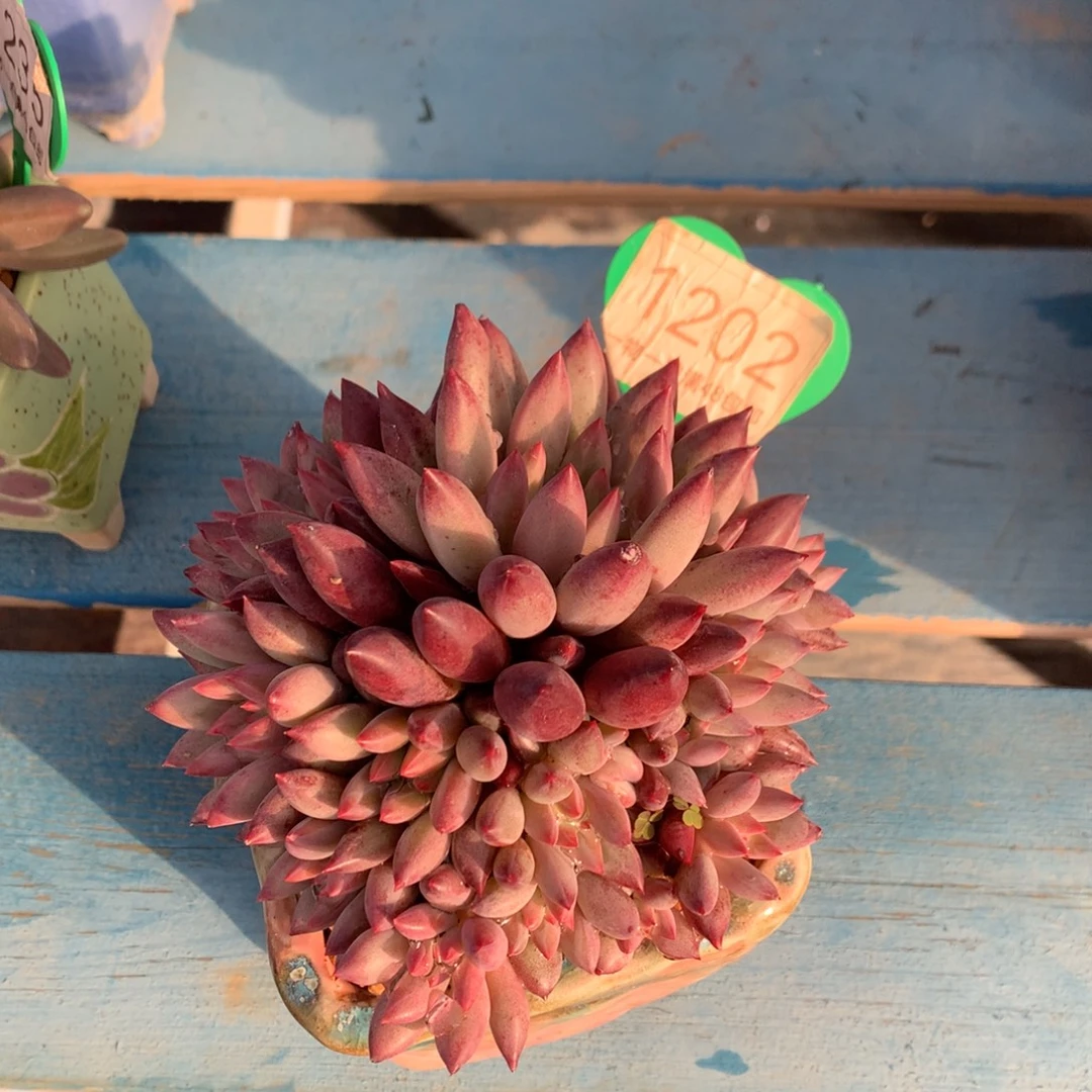 车厘子无砍一物一拍1202