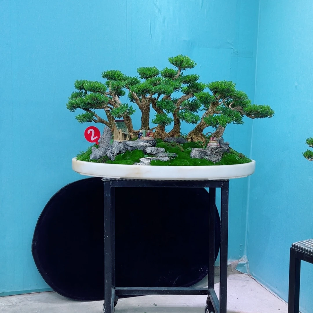 以实际为准精品黄杨老桩