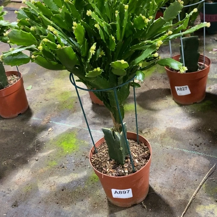 当前无花栽培后可以开花897橙子