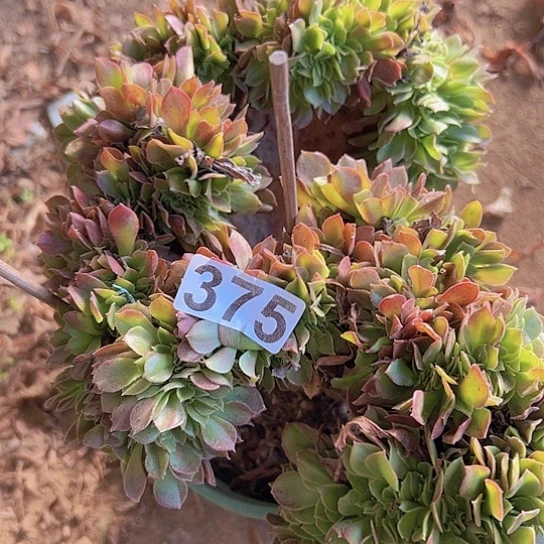 良***善多肉植物一个玫瑰
