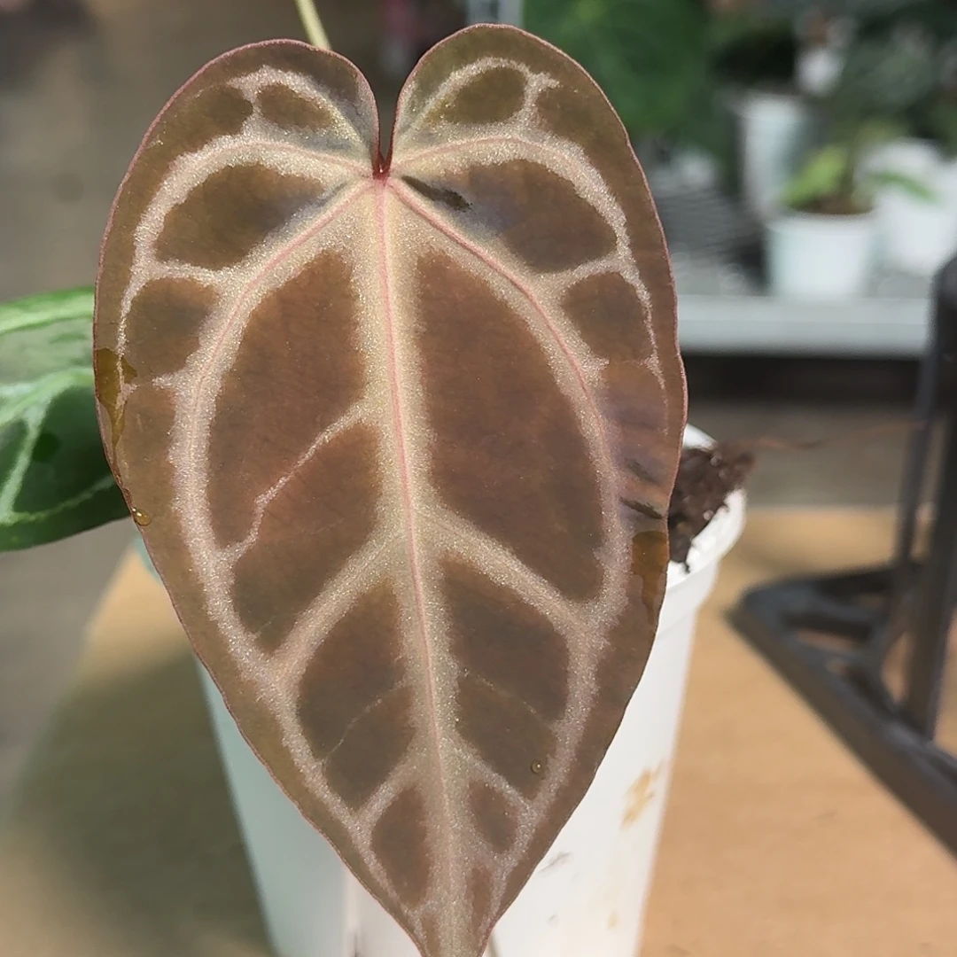 无花朵W193米歇尔杂