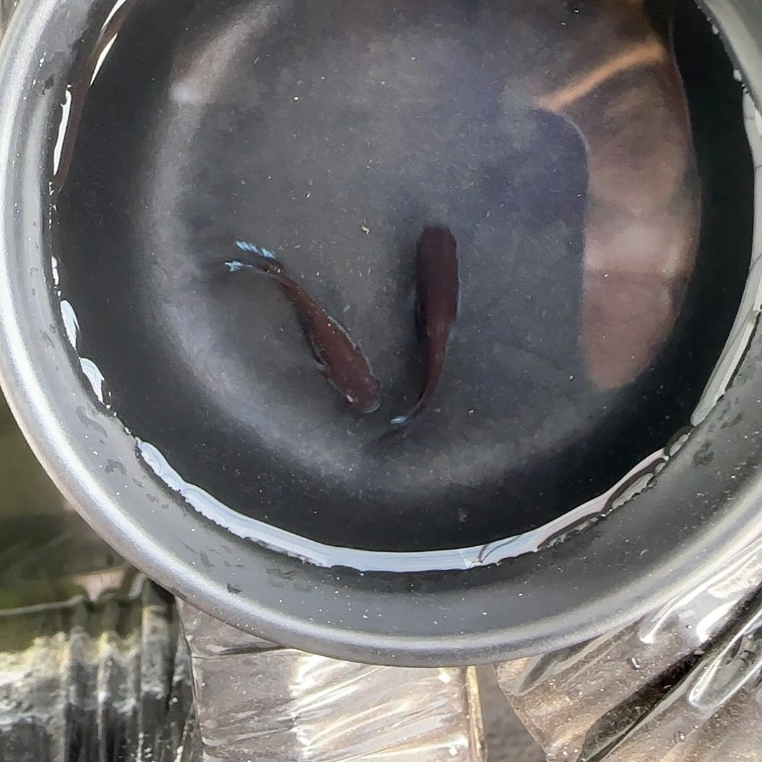 海水真长曜变天目极上品质一对