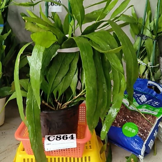 当前无花栽培后可以开花864