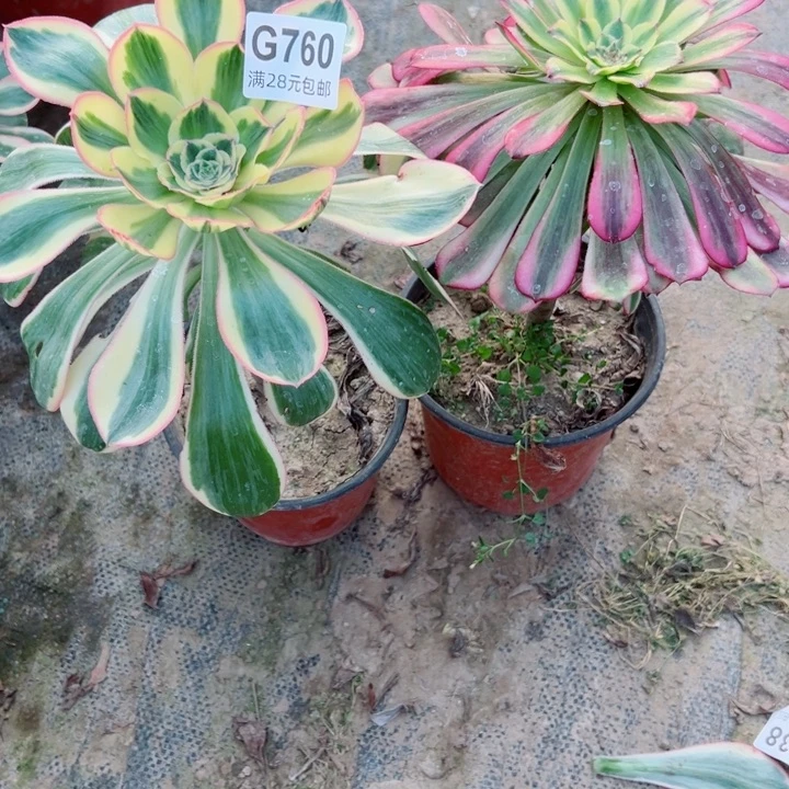 760。761多肉植物