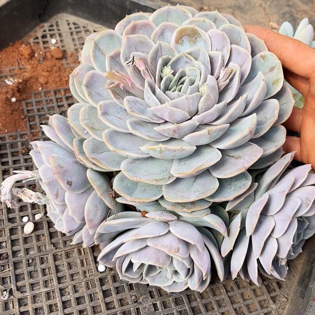 蓝色惊喜12.99多肉植物