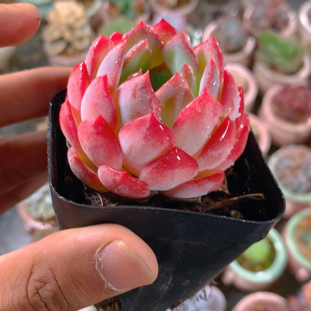 P肉萌萌5cm拇指盆精控多肉HO803