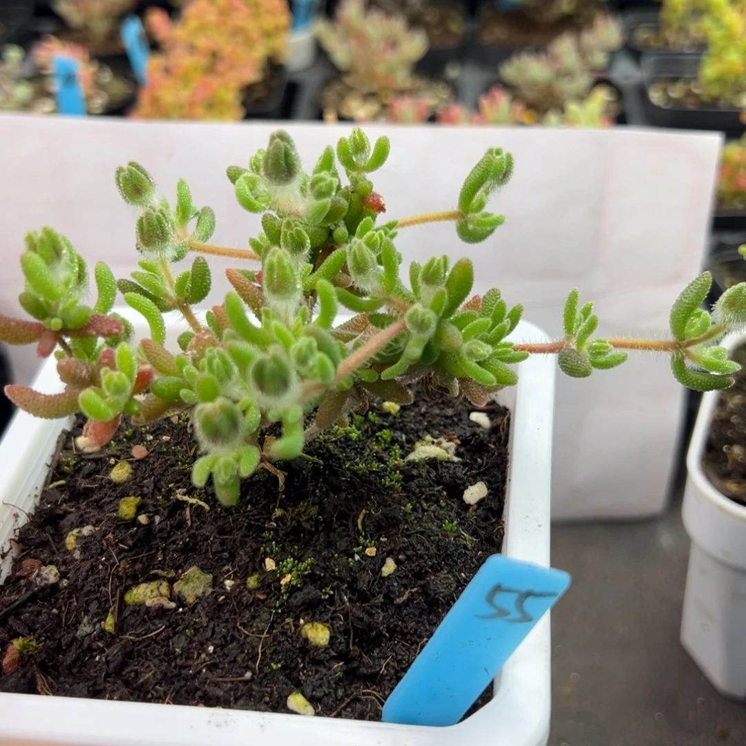 老桩狐尾55号10厘米盆