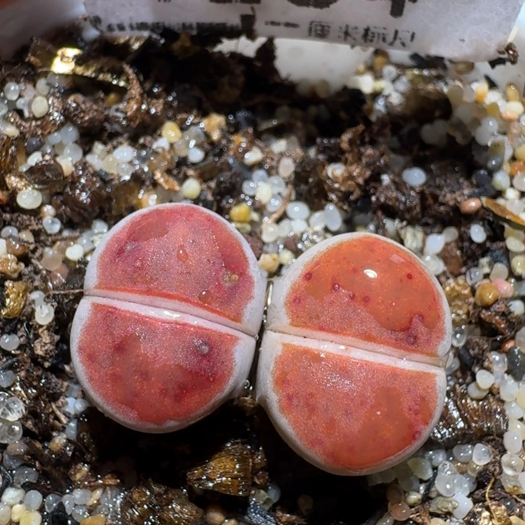 zzzz生石花肉锥1265