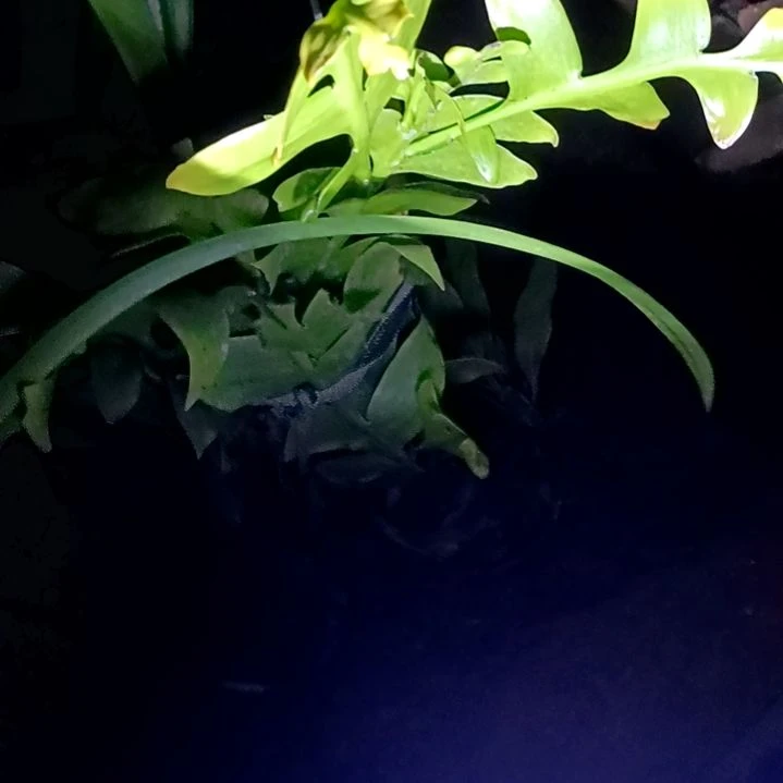 缪*应令箭何花昆布