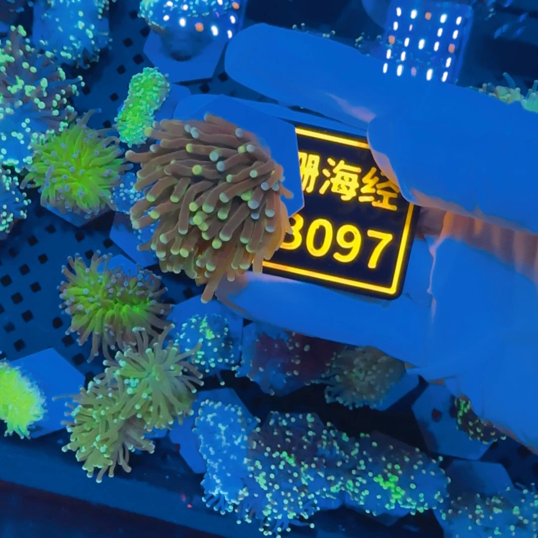 纽扣珊瑚也**说晓晓不包邮脱藻绿火柴B097