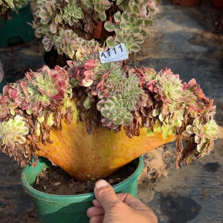 倾城法师锦缀化大模特111