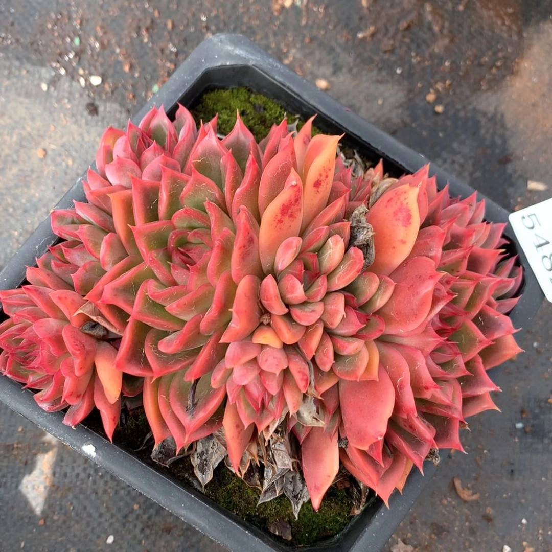 5482杂交多肉特价