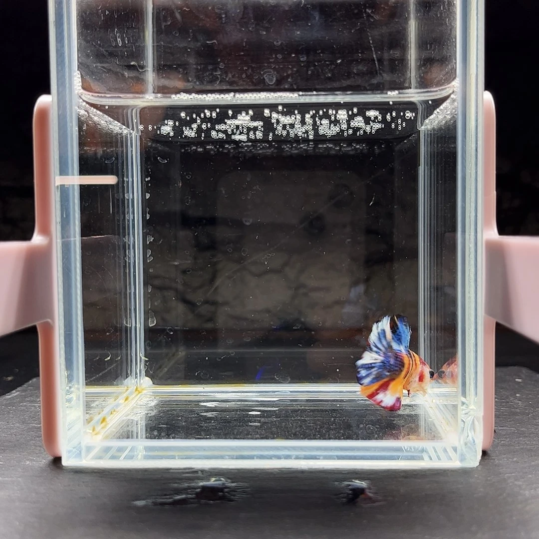 海胆宙斯斗鱼竞拍11-22