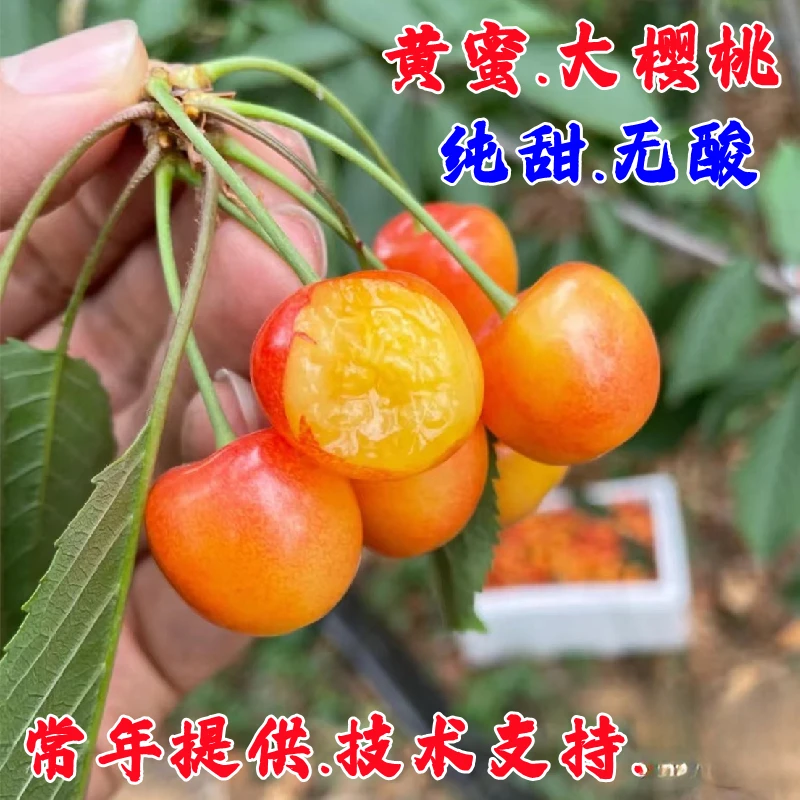 黄蜜樱桃树苗嫁接大樱桃苗纯甜水晶樱桃树苖南方北方种植当年结果