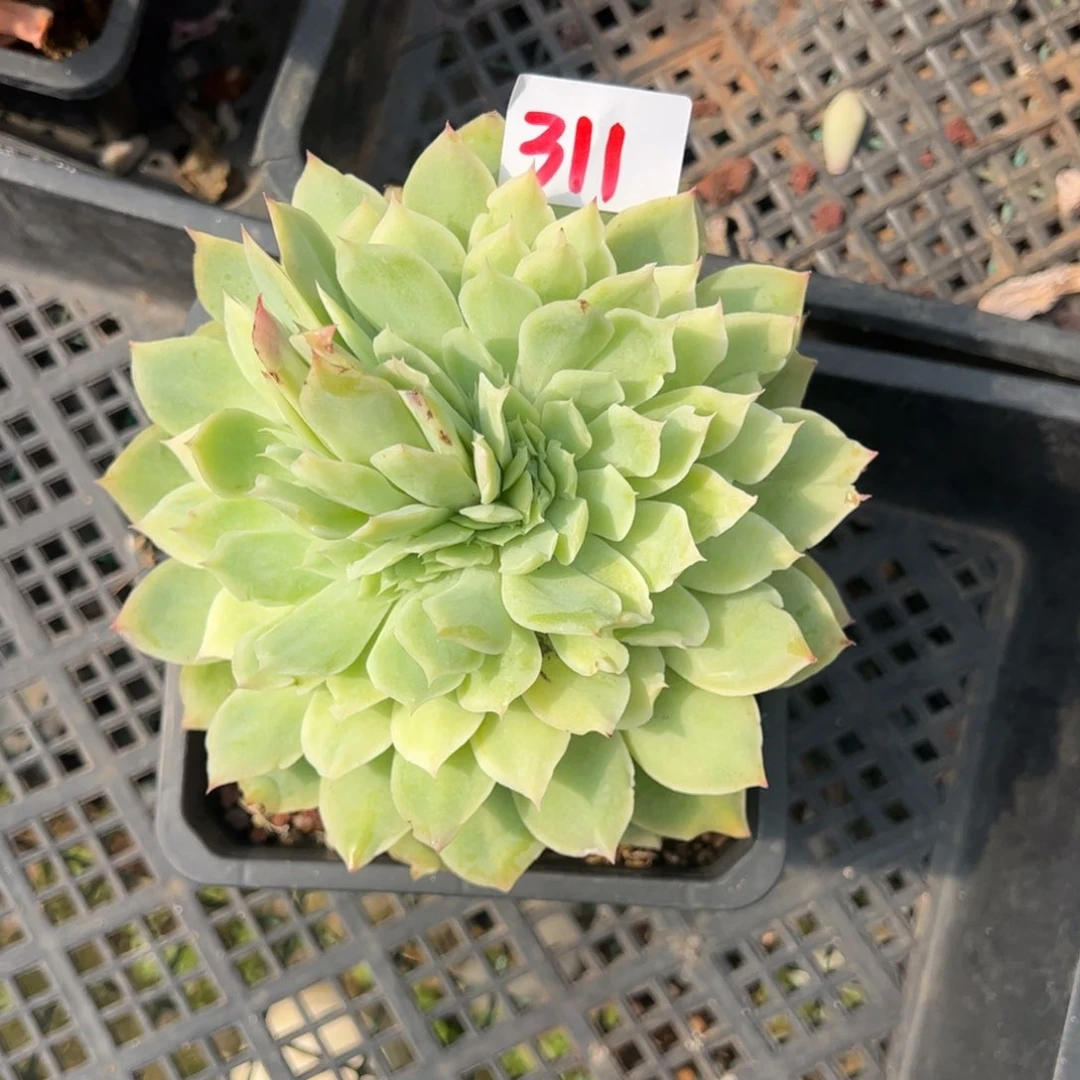 【闪购商品】吉安娜缀。 311。 111111111