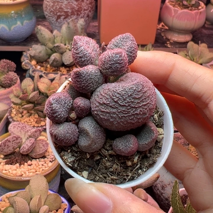 雁***飞          水蜜桃。