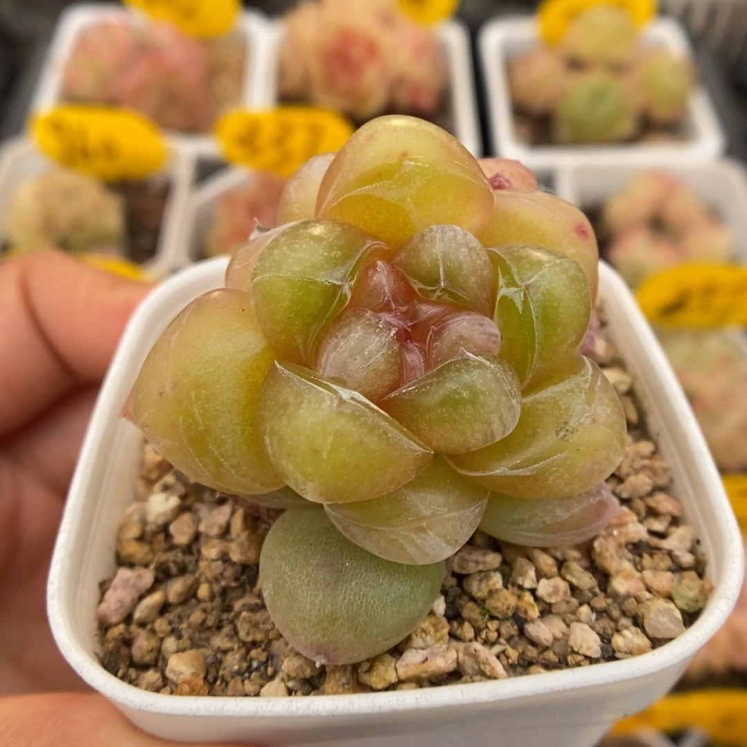 油透珍妮可拍1036号