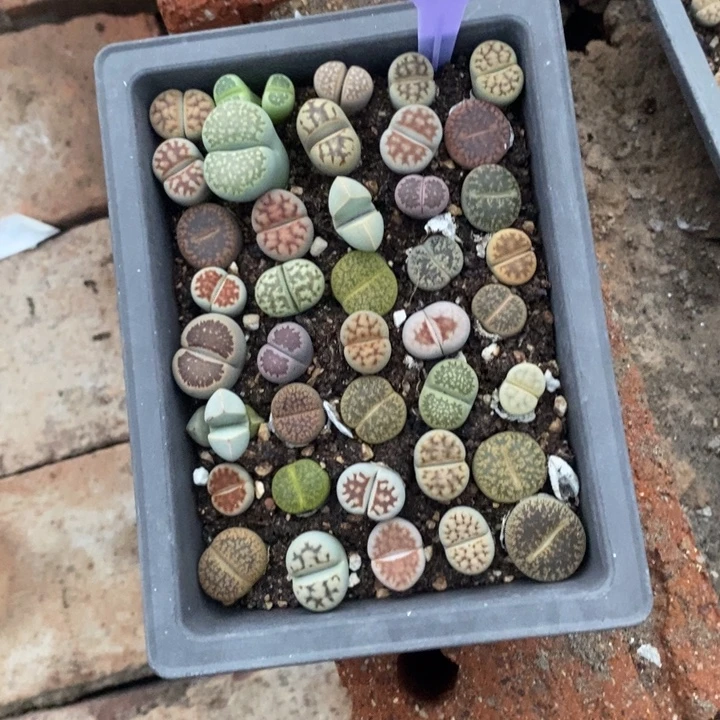 a***！生石花等植物的生长563