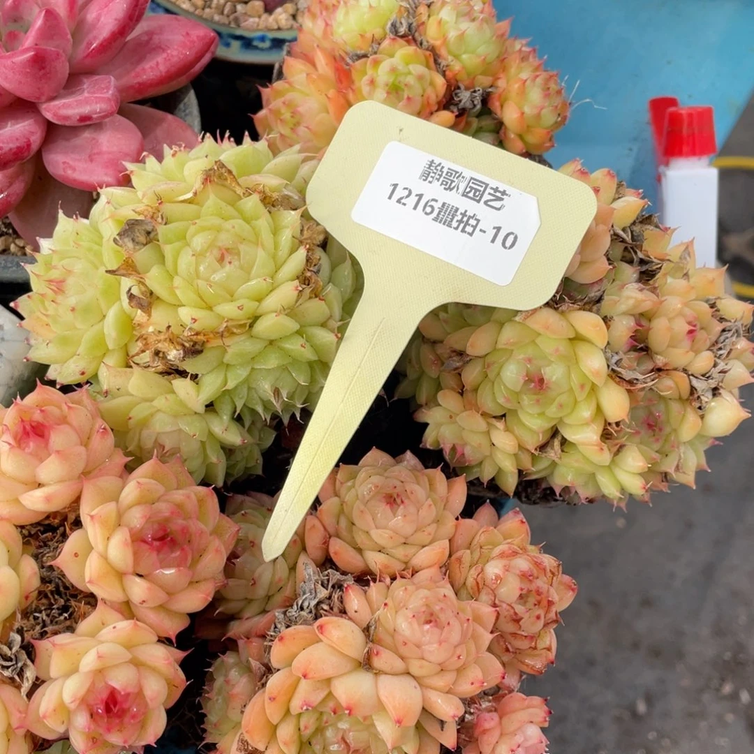 1216-10-麦秆群福利一颗量拍