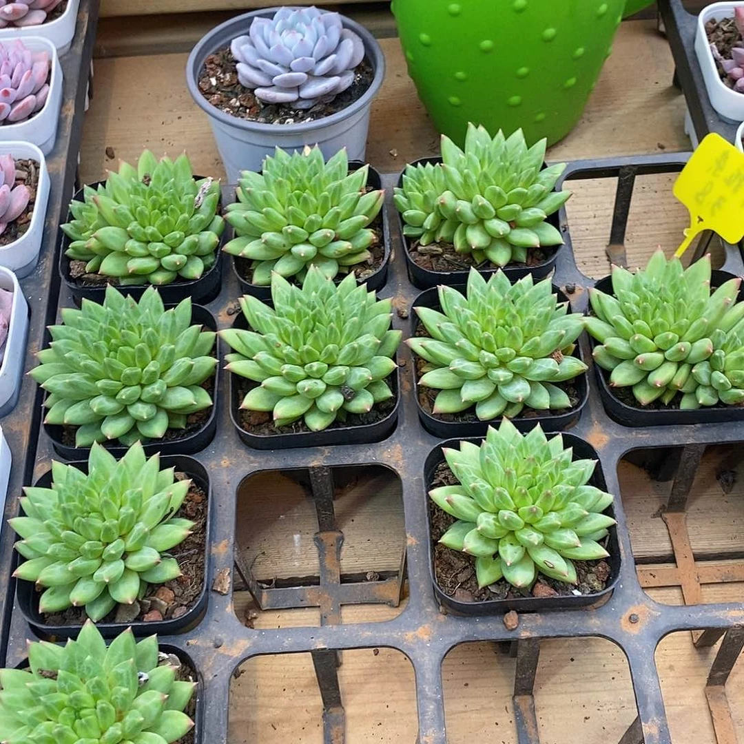 乌拉杂，福利多多