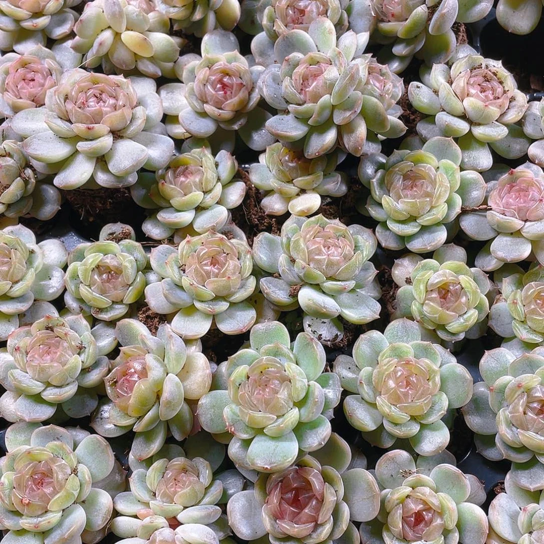 白恋穴一个满25包邮