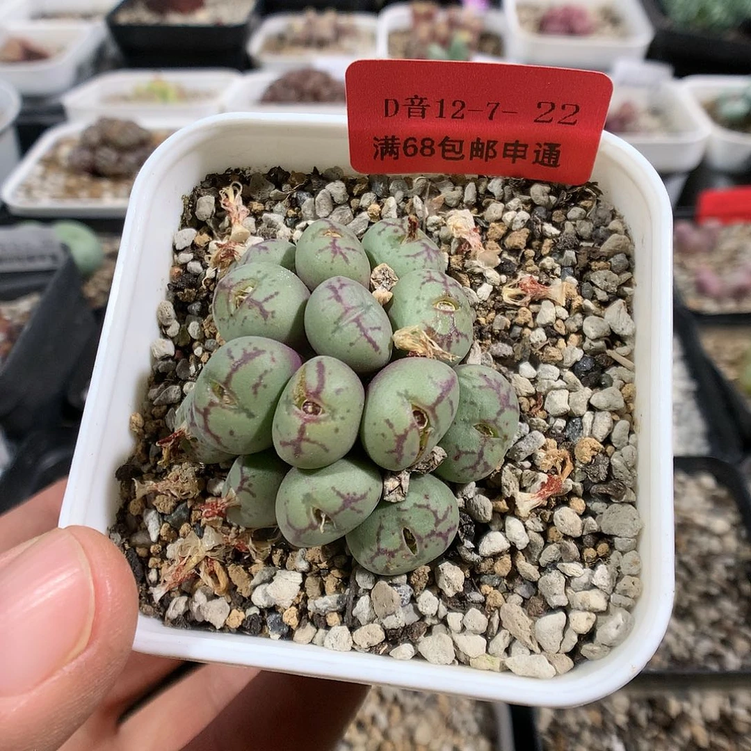 12-7-22    猴脸肉锥