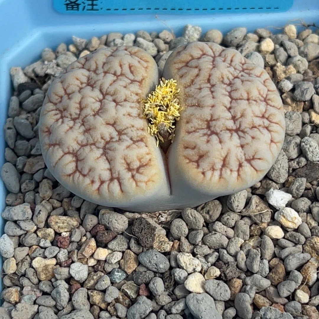 7154睫毛凹凸铁189一颗