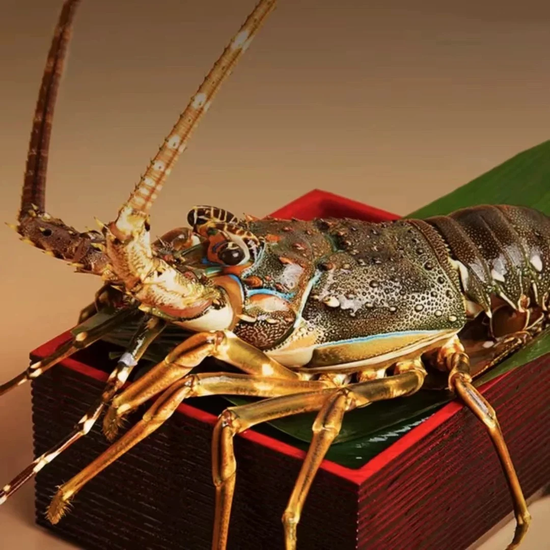 冰鲜小青龙  江浙沪皖压冰发货【保鲜】其余省份冻发