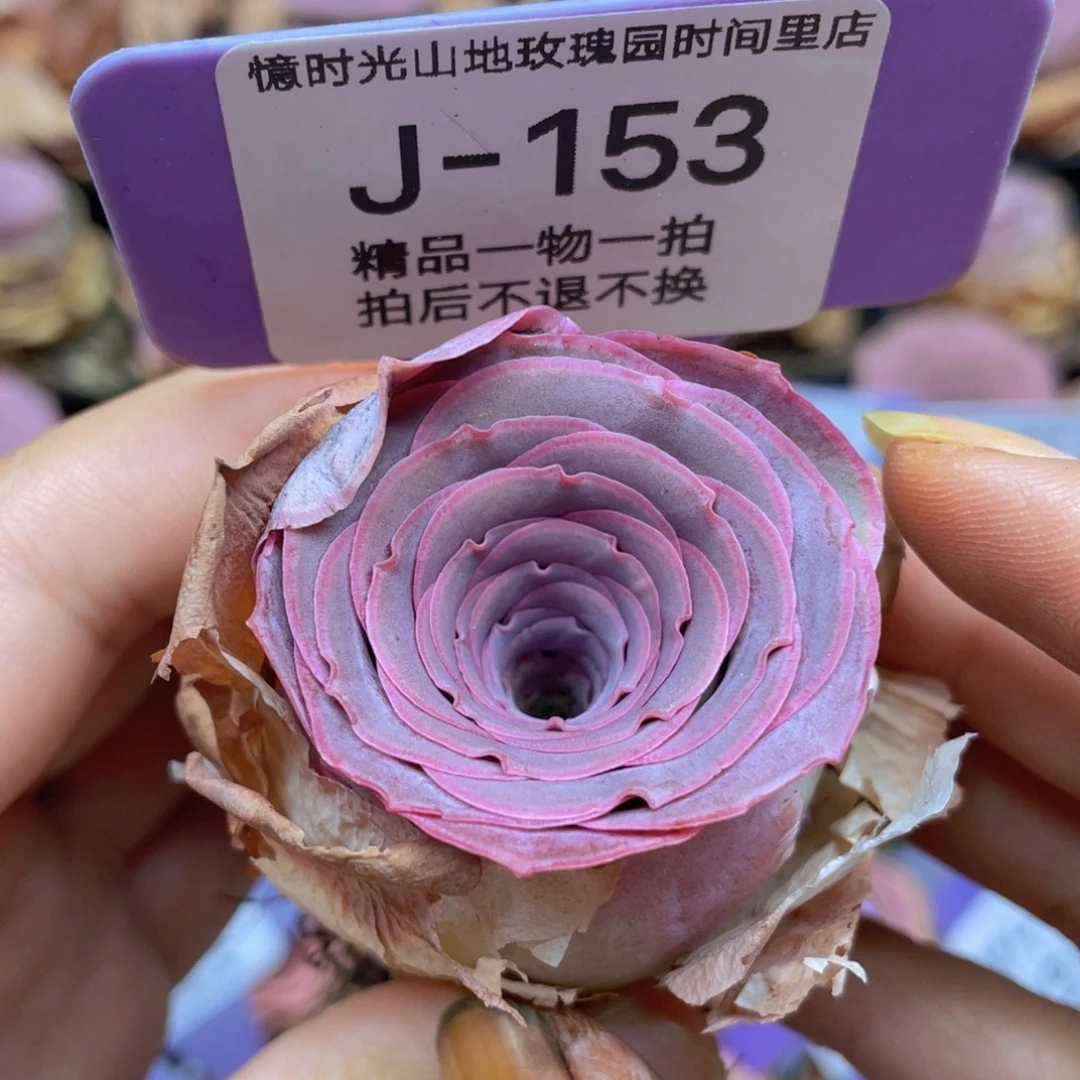 山地玫瑰J153满38包邮裸根发货