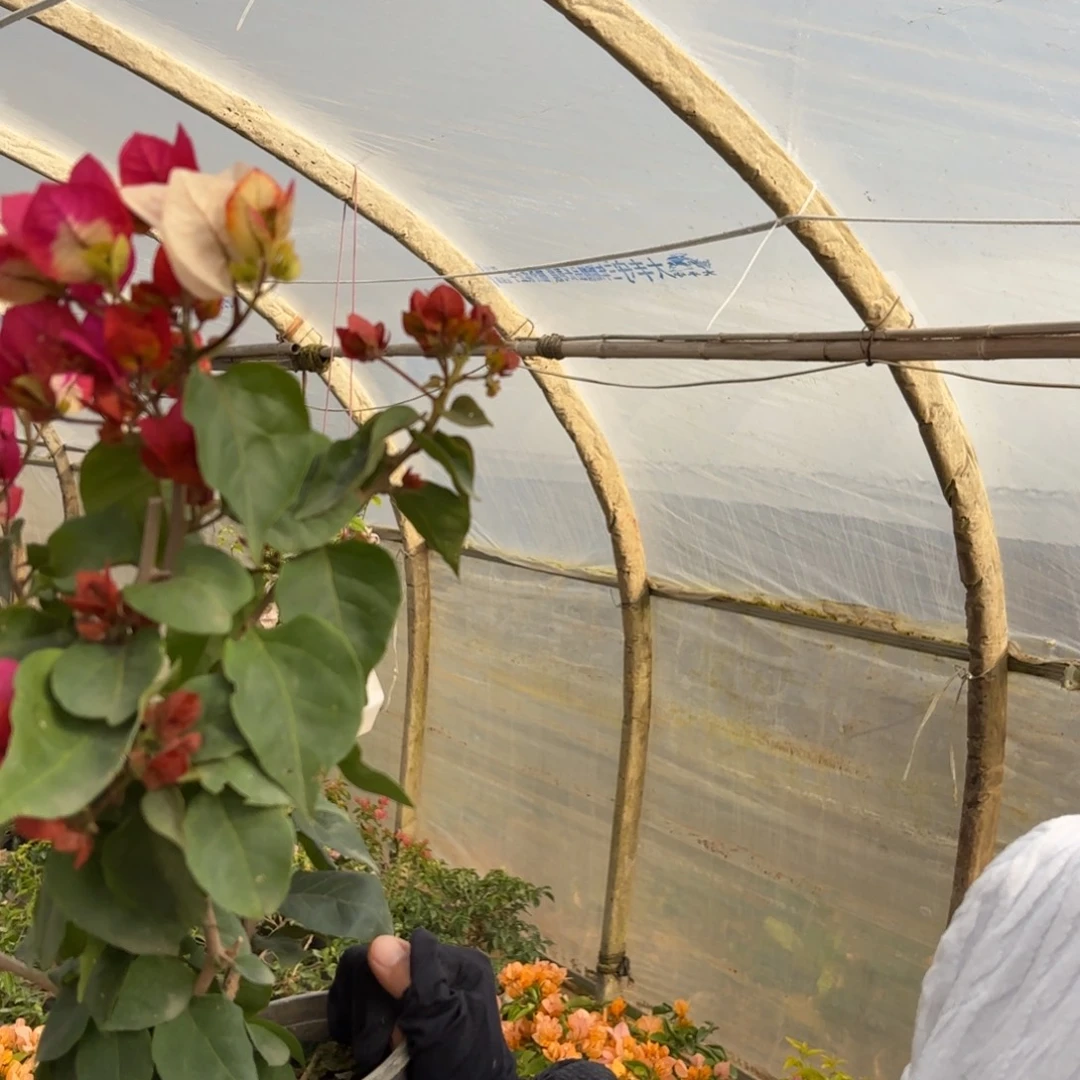 全部花苞（哪吒）三角梅会落花落叶会光杆苗有大有小