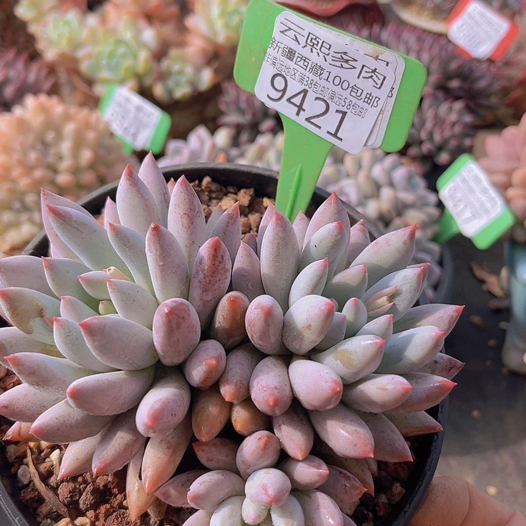 9421所罗门多肉植物