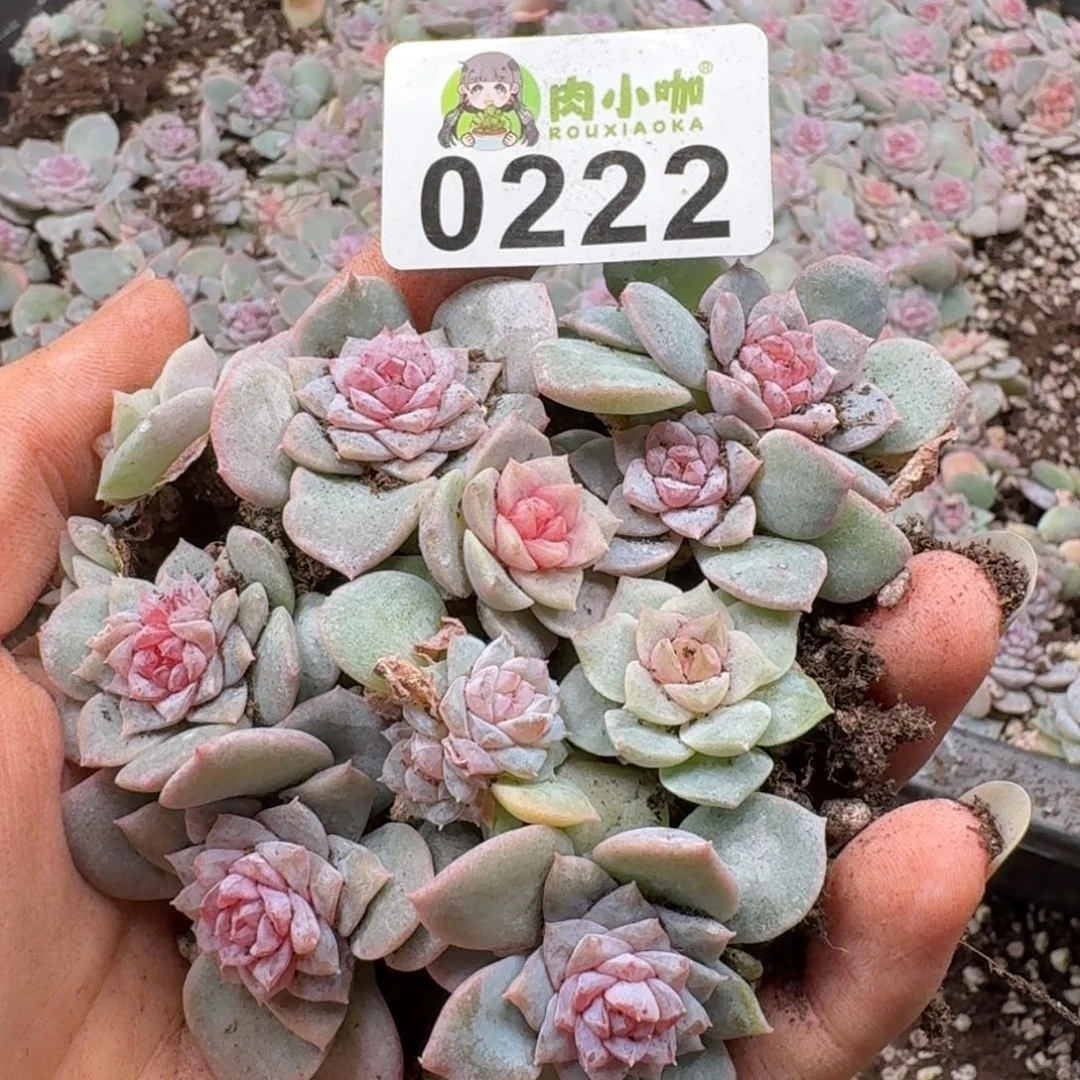 多肉植物多肉植物