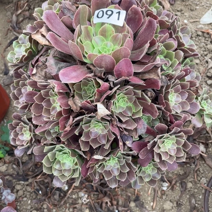 无花朵091多肉万欧若漂亮