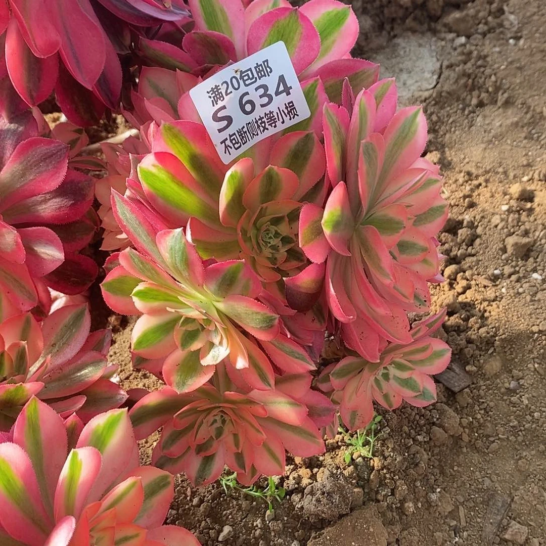 634女巫多肉法师锦有砍