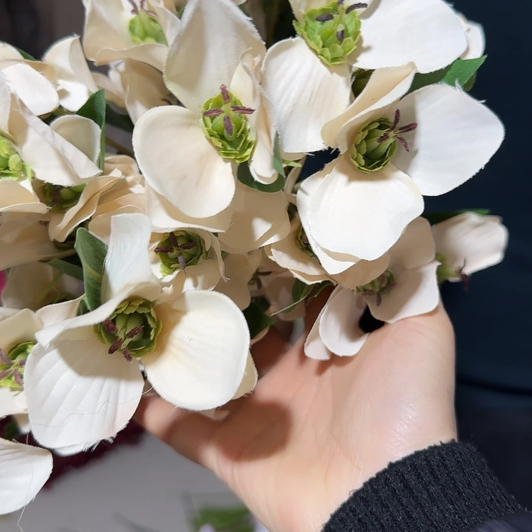 香槟色兔葵25支装