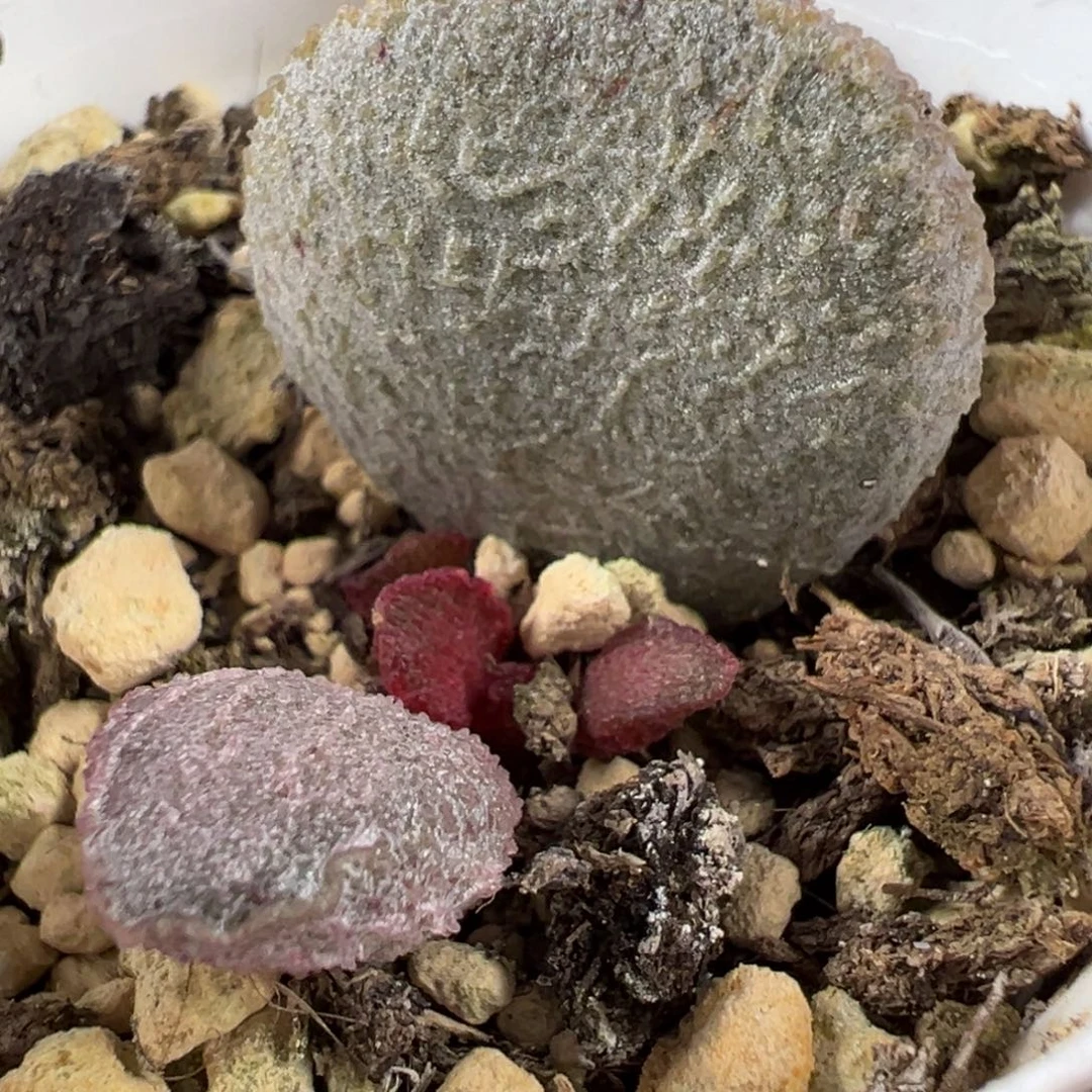 银波粉蛋水泡多肉植物水泡